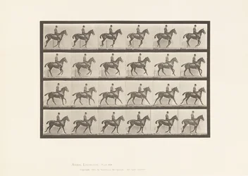 Canter; Saddle; Bay Horse Daisy (Plate 616)