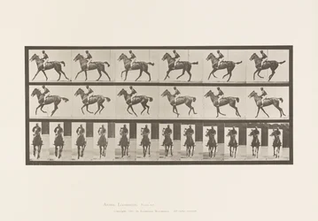 Canter; Saddle; Thoroughbred Bay Mare Annie 6 (Plate 621)