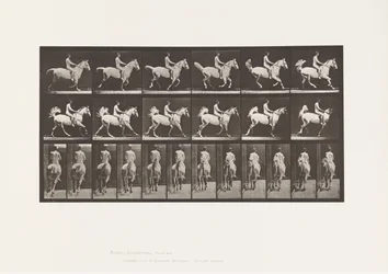 Plate 622. Canter; Saddle; Rider, 43, Nude; Gray Horse, 1885