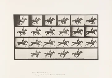 Gallop; Thoroughbred Bay Horse Bouquet (Plate 625)