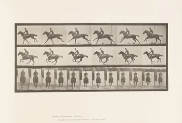Gallop; Saddle; Thoroughbred Bay Horse Bouquet (Plate 631)