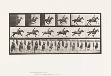 Gallop; Saddle; Thoroughbred Bay Horse Bouquet