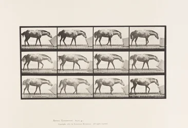 Rolling a Box; Pony, Lotta