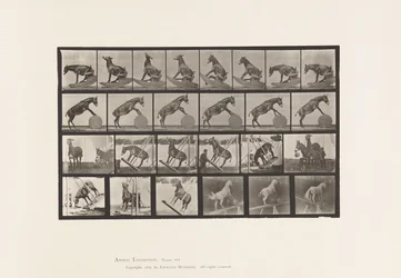 Mule; Miscellaneous Performances Denver (Plate 660)