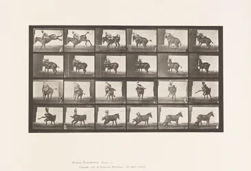 Plate 661. Mule; A, B, A Refractory Animal