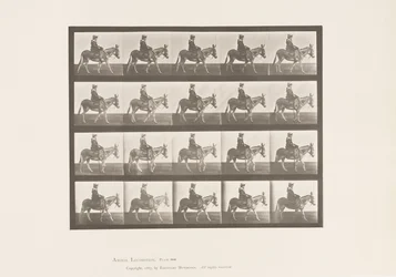 Plate 666. Ass; Walking; Saddle; A Girl Riding, Zoo