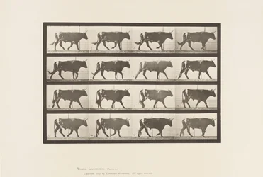 Ox; Walking (Plate 669)