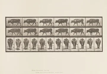 Plate 670. Ox; Walking