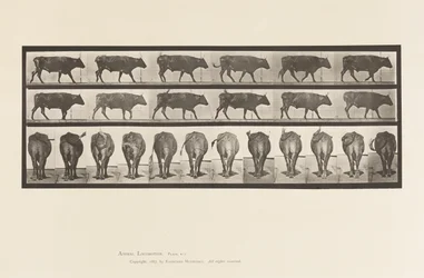 Plate 671. Ox; Walking