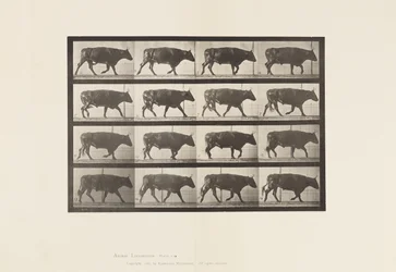 Plate 672. Ox; Trotting