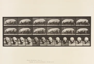 Plate 673. Sow; Walking