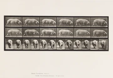 Plate 674. Sow; Walking