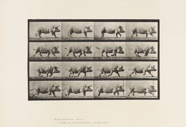 Sow; Trotting (Plate 675)