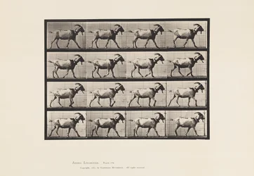 Plate 676. Goat; Walking