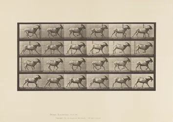 Goat; Galloping (Plate 679)