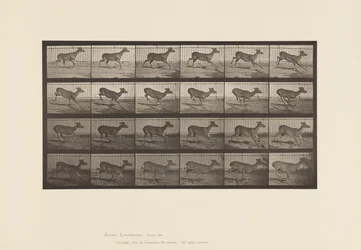 Plate 683. Virginia Deer; No Antlers; Buck; Galloping