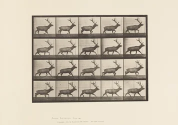 Plate 692. Elk, Trotting