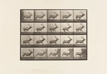 Elk, Galloping (Plate 693)