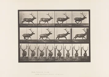 Elk, Galloping