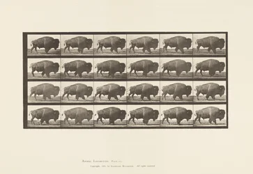 Plate 699. Buffalo; Walking