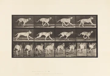 Plate 707. Dog; Galloping; Mastiff