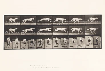 Plate 709. Dog; Galloping; White Racing Hound Maggie