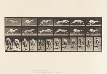Dog; Galloping; White Racing Hound Maggie