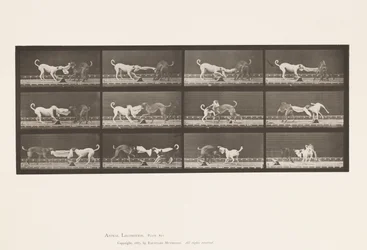 Plate 715. Dogs; Three, Tugging at a Towel