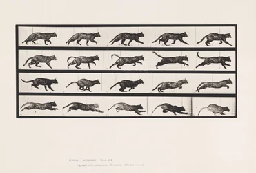 Plate 717. Cat; Trotting; Change to Galloping