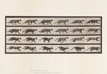 Cat; Trotting; Change to Galloping (Plate 718)
