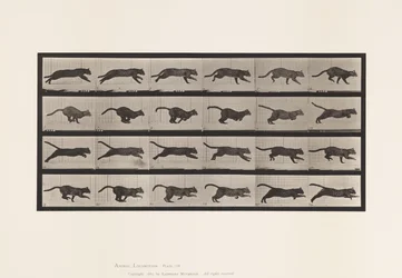Plate 720. Cat; Galloping
