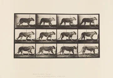 Plate 728. Lioness; Walking; Lion; Lying Down