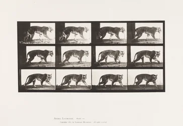 Plate 729. Tigress; Walking