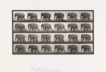 Plate 733. Elephant; Walking