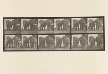 Elephants; Two, Walking (Plate 734)