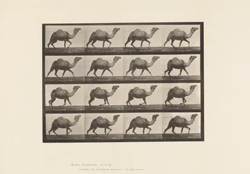 Egyptian Camel; Racking