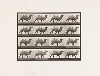 Bactrian Camel; Walking
