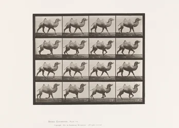 Plate 738. Bactrian Camel; Racking