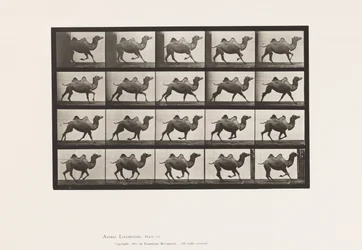 Bactrian Camel; Galloping