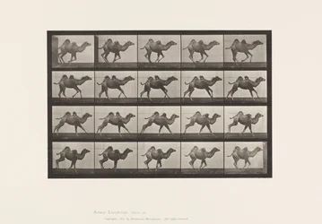 Plate 740. Bactrian Camel; Young, Galloping