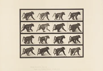 Plate 747. Baboon; Walking on All-Fours