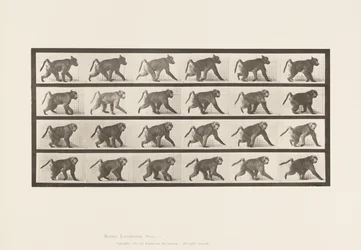 Baboon; Walking on All-Fours (Plate 748)