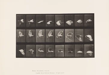 Plate 758. Cockatoo; Flying