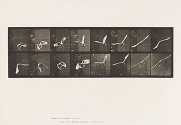 Plate 761. Cockatoo; Flying