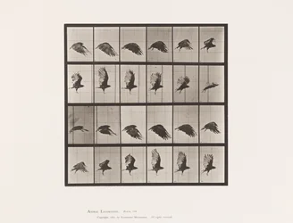 Vulture; Flying (Plate 765)