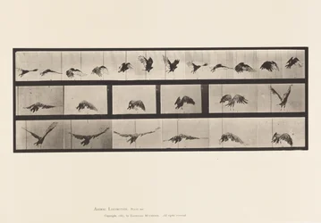 Plate 768. Vulture; Flying