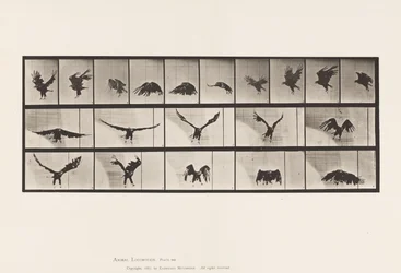 Plate 769. American Eagle; Flying