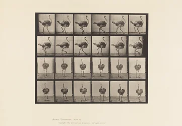 Plate 772. Ostrich; Walking