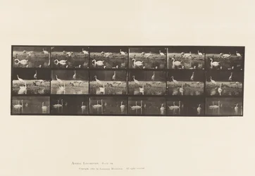 Storks; Swans, etc, A, B, C