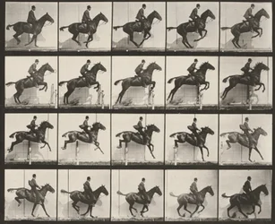 Plate Number 640. "Daisy" Jumping a Hurdle, Saddled